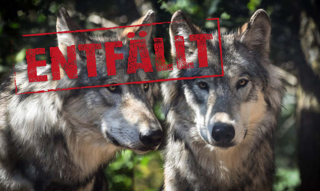 Der Wolf – eine neue Bedrohung? +++ Entfällt +++