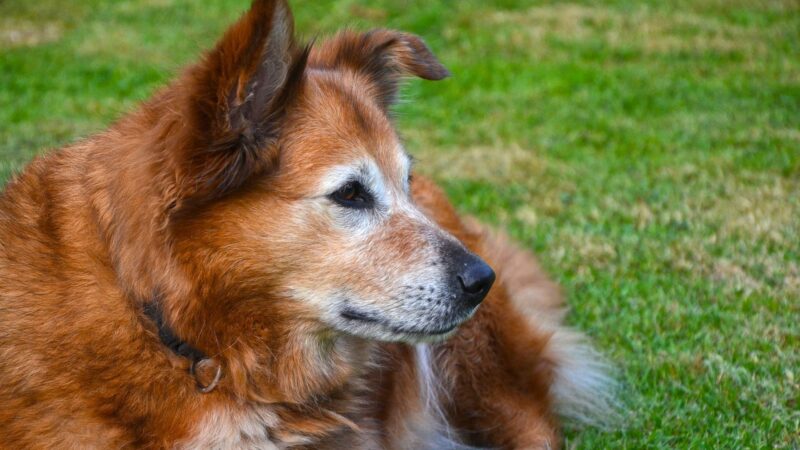 Hunde werden Stars in Barleben