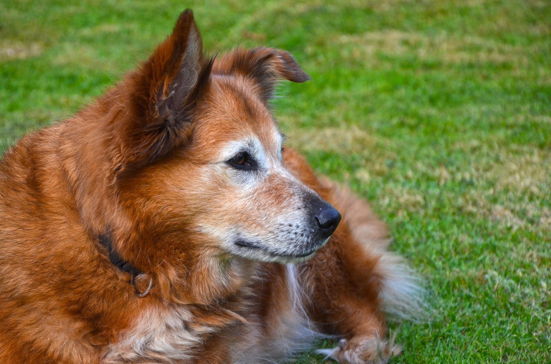 Hunde werden Stars in Barleben